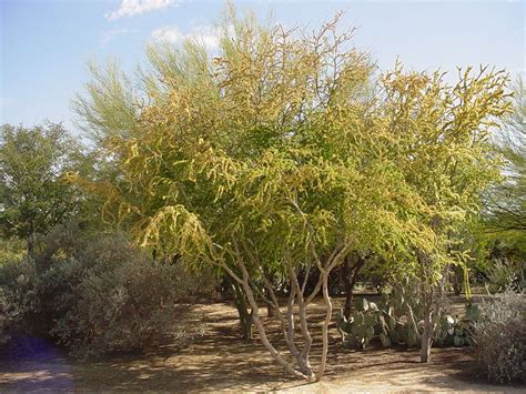 Black Acacia Tree California Santos Cerda