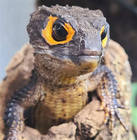 The Red Eyed Crocodile Skink Care Sheet Tank Setup And Feeding