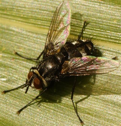 Diptera Info Discussion Forum Nemorilla Floralis Male