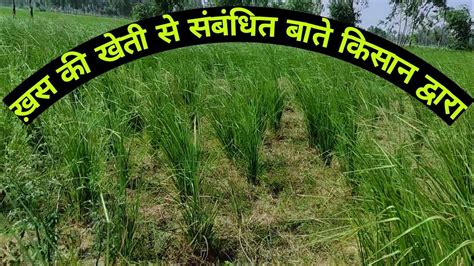 खस की जनकारी Vetiver Farming Youtube