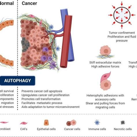 Autophagy and mechanics during cancer transformation. The role of ...