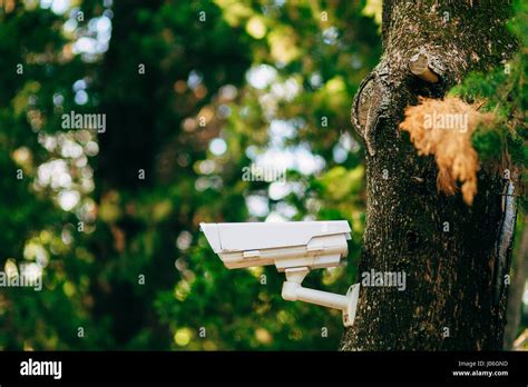 Surveillance Camera On The Tree Hidden Camera In The Forest Forest