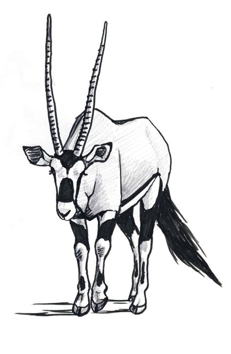 Gemsbok Oryx By Silvercrossfox On Deviantart