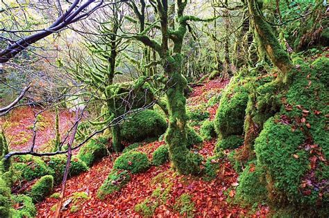 Bosque De Irati Navarra Espa A Fueradeserie Viajes Expansion