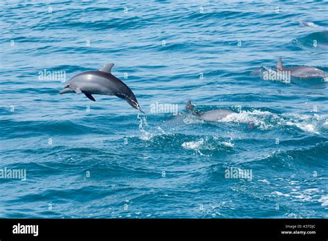 Gray's Spinner Dolphin or Hawaiian Spinner Dolphin (Stenella ...