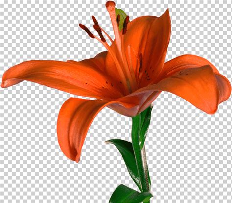 Flores Cortadas Lilium Bulbiferum Daylily Lilly Naranja Tallo De La