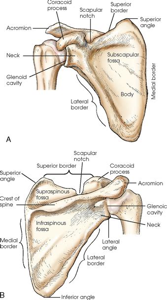 Shoulder Girdle Radiology Key