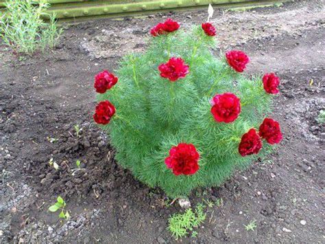 Сад-огород | Garden projects, Flower garden, Full sun perennials