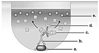 Microbiology Mastering Review Chapter Exam Flashcards Quizlet