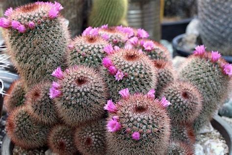 Types Of Cactus Details Photos Labelled And Varieties Debra Lee