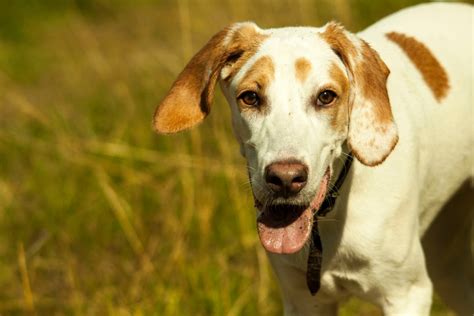 Nomes Para Cachorro Fêmea Americano😣 Descubra O Poder De Apostar Com