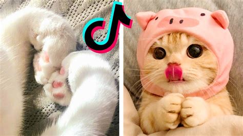 💖i Found Even More Really Cute And Cute Cats On Tiktoks🥰 Youtube