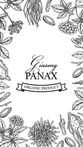 Premium Vector Ginseng Vertical Design Hand Drawn Botanical Vector