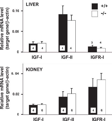 IGF I IGF II And IGFR I Transcript Levels In Liver And Kidney Of