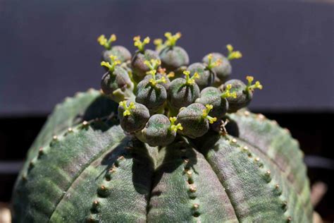 Euphorbia Obesa Baseball Plant Succulent Garden Tips