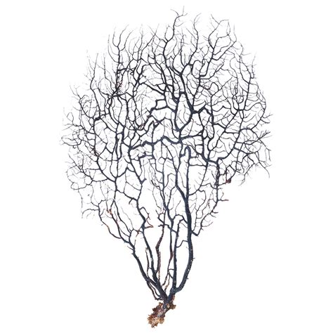 Gorgonian Sea Fan Medium Natural Black Dried Coral Branch Wall Art