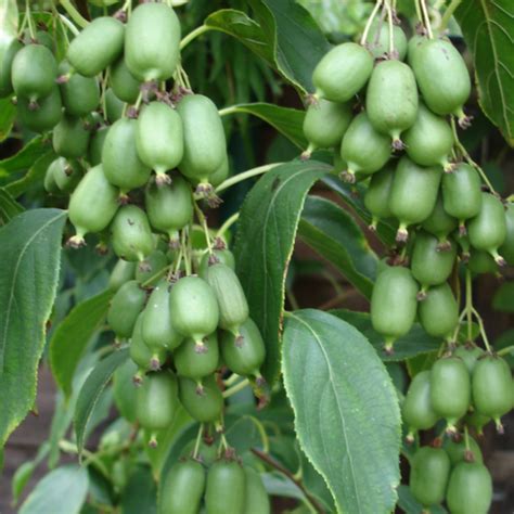 Kiwi Actinidia Arguta Issai Deciduous Hardy Climbing Fruit Shrub