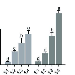 Phenotype And Total Anthocyanin Content At Different Stages Of Spring