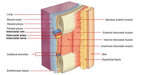 Easy Notes On 【Intercostal Space】Learn in Just 4 Minutes!