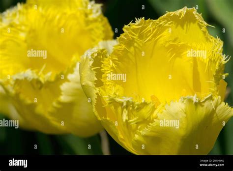 Yellow Tulipa Maja Fringed Tulip Cultivars Crispa Stock Photo Alamy