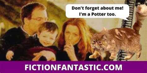 13 Weird Facts About Crookshanks (Harry Potter Character) – Fiction ...