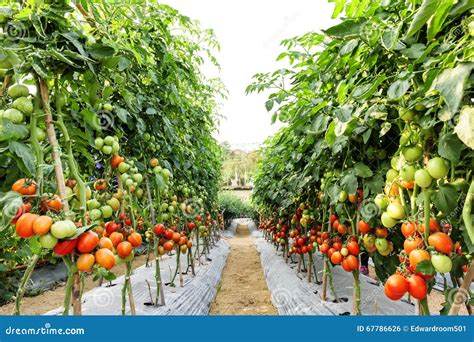 Cultivo Del Tomate Foto De Archivo Imagen De Hoja Primer 67786626