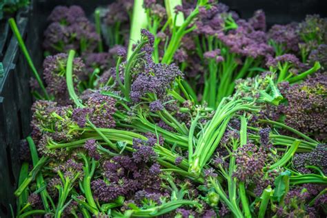 How To Grow Sprouting Broccoli