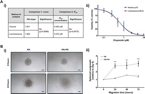 Establishing An In Vitro 3d Spheroid Model To Study Medulloblastoma