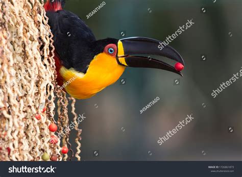 Keel Billed Toucan: Over 2,495 Royalty-Free Licensable Stock Photos ...