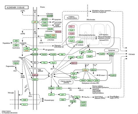 The Alzheimer Disease KEGG Pathway Mmu05010 Highlighting Components