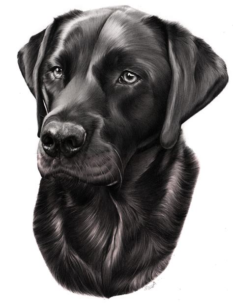 Gunner - Black Labrador dog - graphite, black and white pencil drawing ...