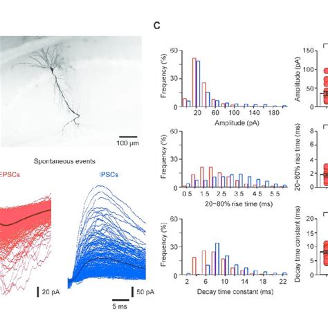 Optogenetic Suppression Of Pv Interneurons Reduces Swr Associated