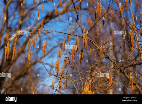 Common Alder Alder Branch In Early Spring Stock Photo Alamy