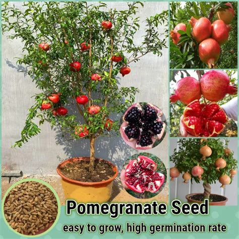 Pomegranate Seed Fruit Seeds For