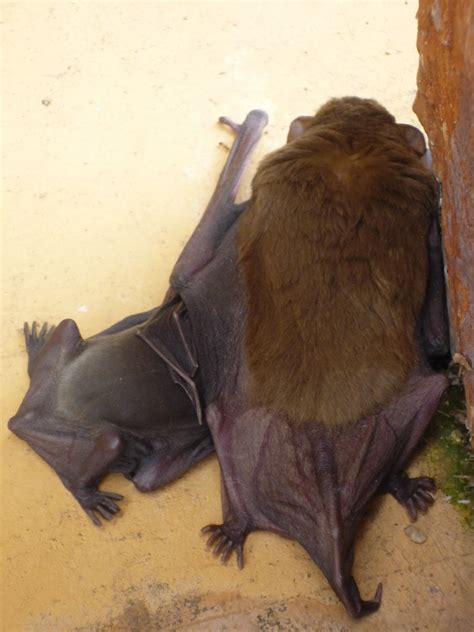 At Some Point During Bat Evolution Their Hindlimbs Rotated So Their