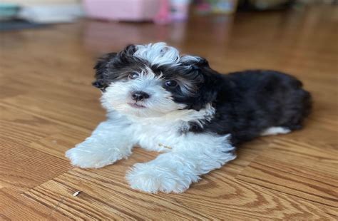 Available Maltipoo Puppies | My Dog Puppies