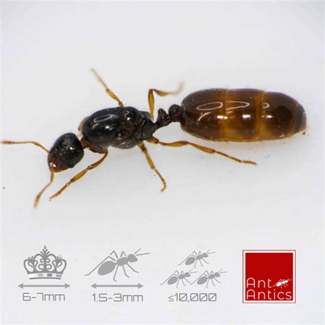 Solenopsis Fugax TheThief Ant Ant Antics