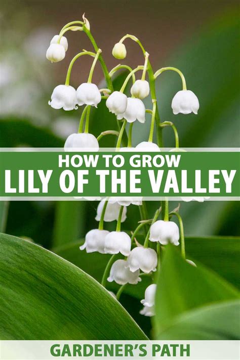 How to Grow Lily of the Valley: Your Planting and Care Guide