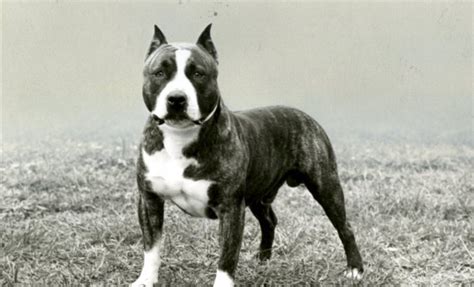 American Staffordshire Terrier History: How the AmStaff Separated From the "Pit Bull" – American ...