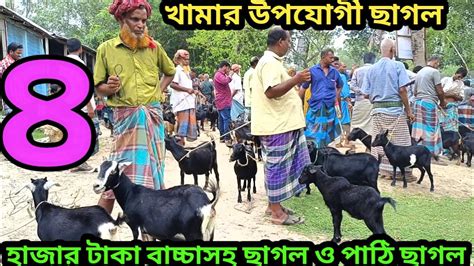 মাত্র ৪ হাজার।দেশি ব্ল্যাক বেঙ্গল জাতের খামার উপযোগী ছাগলের দাম