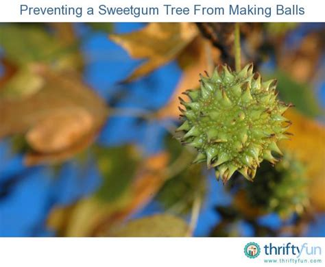 Preventing A Sweetgum Tree From Making Balls Sweet Gum Trees To