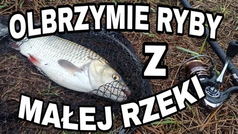 Legendarne Waleczne Ryby Ta Rzeka Spe Nia W Dkarskie Marzenia Youtube