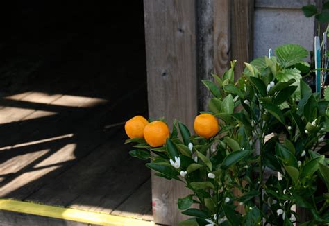 Birmingham Through My Lens An Orange Grows In Crestline