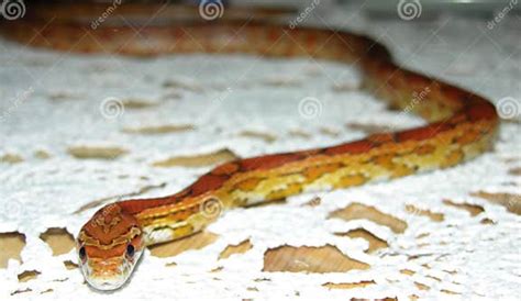 Corn Snake Stock Image Image Of Python Snake Constrictor 285197