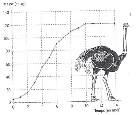 Activit Croissance Dune Autruche Et Dun Phasme Le Blog