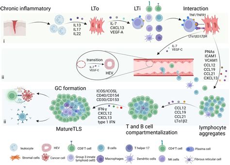 Frontiers Tertiary Lymphoid Structures In Cancer Maturation And