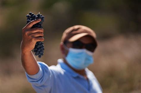 Chile Harvest Report: Vintage 2021 - South America Wine Guide