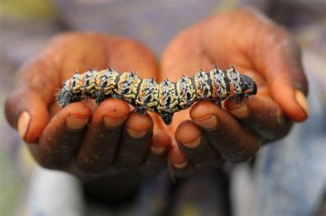 Mopane Worms A Look At Zimbabwes Favorite Snack The Worm Is The