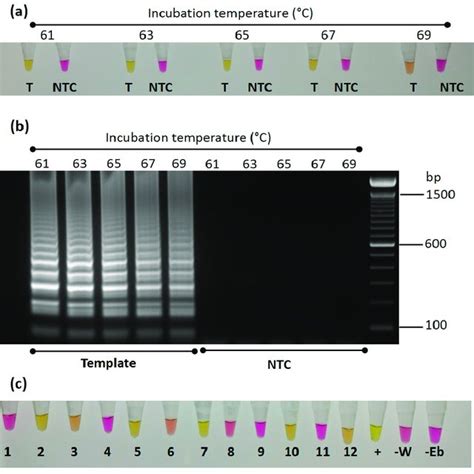 Optimization And Testing Of Colorimetric Loop Mediated Isothermal