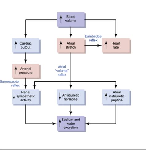 Cardiac Physiology II Flashcards Quizlet